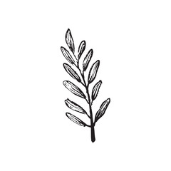 Abstract branch with round leaves drawing in black brush stroke texture isolated on white. Hand drawn vector sketch illustration in vintage charcoal ink. Autumn leaves, autumn fall, hello autumn