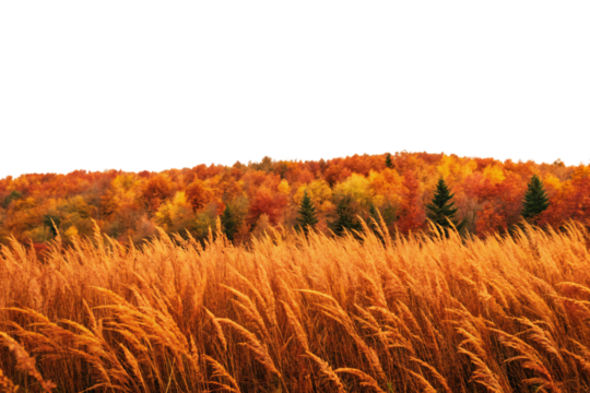 Orange autumn grass field with colorful fall foliage trees in distant rolling hills, isolated on a transparent background
