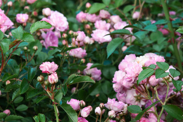 Pink flowers. Rose bush covered in large pink flowers. Natural background strewn with roses. Pink rose flowers blowballs for background, post, screensaver, wallpaper, postcard, banner, cover, website