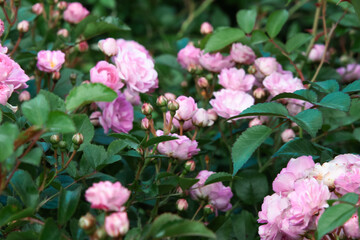 Pink flowers. Rose bush covered in large pink flowers. Natural background strewn with roses. Pink rose flowers blowballs for background, post, screensaver, wallpaper, postcard, banner, cover, website