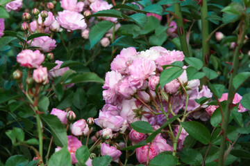 Pink flowers. Rose bush covered in large pink flowers. Natural background strewn with roses. Pink rose flowers blowballs for background, post, screensaver, wallpaper, postcard, banner, cover, website