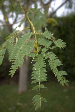 Leaves of Tamarindus indica plant close up