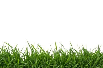 Fototapeta premium Tall fresh green grass blades creating natural meadow texture with varying heights and density, isolated on a transparent background
