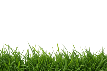Tall fresh green grass blades creating natural meadow texture with varying heights and density, isolated on a transparent background