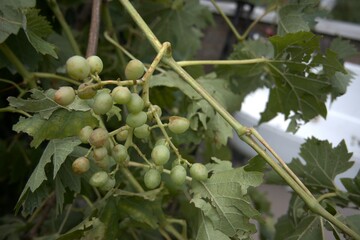 Green raw grape in the garden close up.