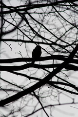 bird on a tree - silhouette 