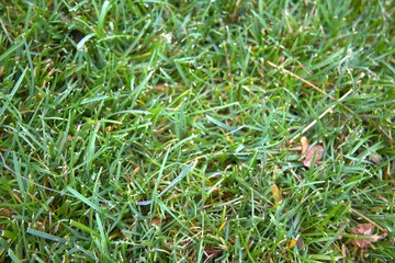 Green grass close up for background
