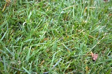 Green grass close up for background