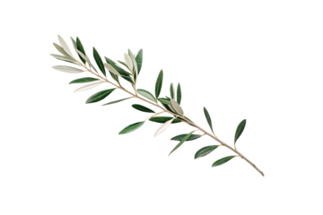 Elegant olive tree branch with elongated leaves in various shades of green and brown natural coloring, isolated on a transparent background
