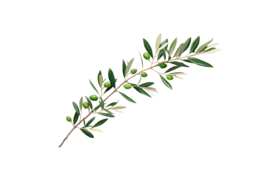 Fresh green olive branch with multiple leaves and developing fruit buds on natural wooden stem cutting, isolated on a transparent background