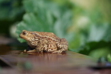 Closeup view of Common toad (Bufo bufo) on garden during summer holidays.