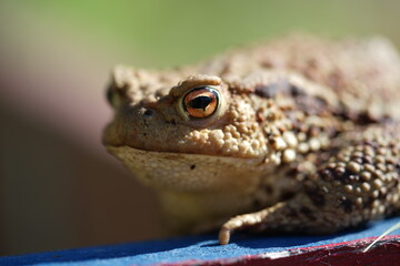 Closeup view of Common toad (Bufo bufo) on garden during summer holidays.