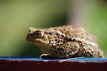 Closeup view of Common toad (Bufo bufo) on garden during summer holidays.