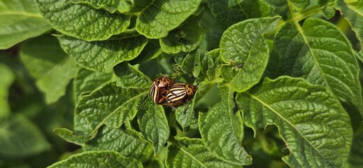 Garden invasion: rapid defoliation, colorado beetles life cycle, manual and pesticide control...