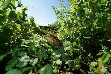 Obraz premium Closeup view on wide angle lens of Common toad (Bufo bufo) hiding in vegetabe 