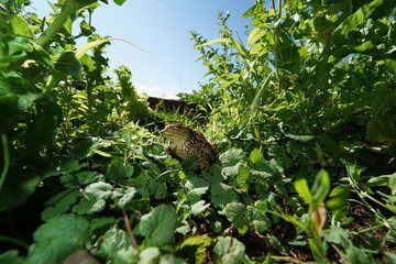 Closeup view on wide angle lens of Common toad (Bufo bufo) hiding in vegetabe 