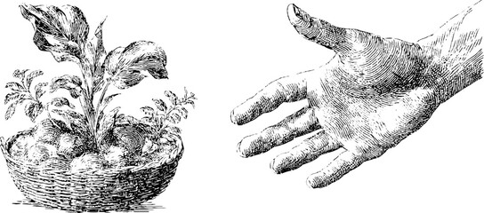 Vintage engraving of basket with plants and outstretched hand illustration