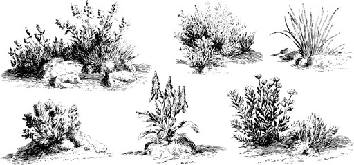 Vintage alpine plant sketch set for design and decoration