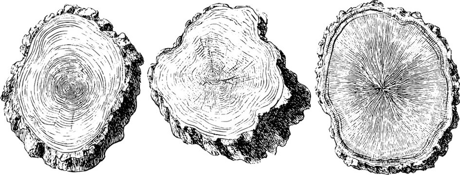 Detailed vintage engraving of ash tree rings for natural design and education