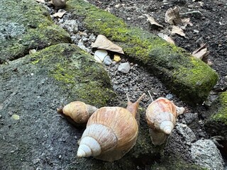 A group of large land snails (Achatina fulica) with distinctive spiral shells, slowly moving across damp