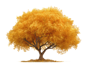 Golden autumn tree in nature vibrant leaves peaceful scene. Isolated on transparent background, png.