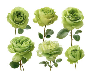Floral arrangement of green roses setup aesthetic. Isolated on transparent background, png.
