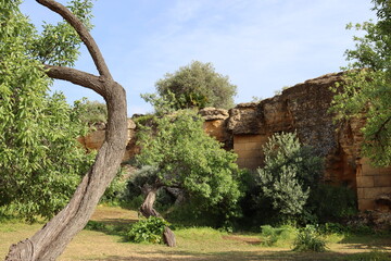 Trees in the Valley of the Temples, Agrigento, Sicily, Italy