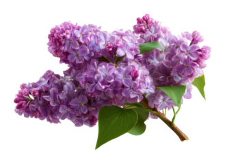 Lilac blossoms in a bright floral still life nature. Isolated on transparent background, png.