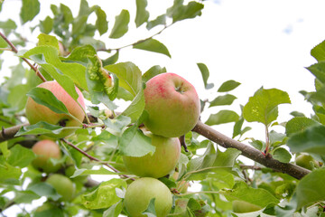 apples on tree