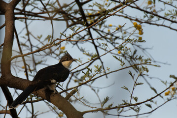 A striking Male Pied Cuckoo with its distinctive crest and black and white plumage, perches on a thorny branch. The background is full of branches with blue sky.