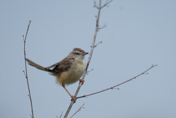 A small, vibrant Prinia perches delicately on a bare branch. The background is blurred with blue sky and branches.