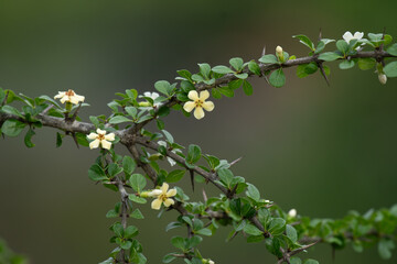 A delicate white wild flower stands prominently against a softly blurred green background, creating a serene and natural scene.