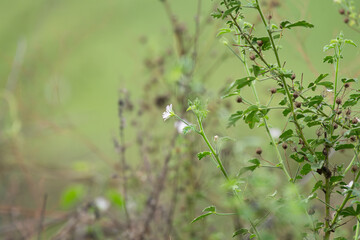 A delicate white wild flower stands prominently against a softly blurred green background, creating a serene and natural scene.