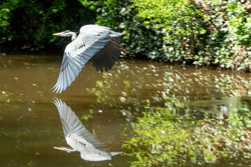 Grey Heron in Flight