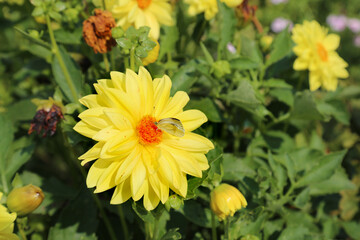 A yellow dahlia with a sitting butterfly on a background of bright greenery. Flora is the nature of a plant.