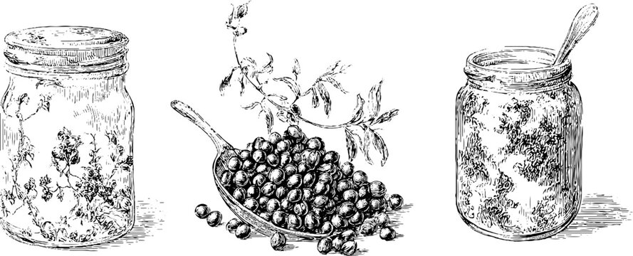 Black and white engraving of mustard jars and black currants for retro kitchen decor