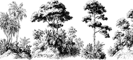 Vintage black and white engraving of lush forest trees and foliage in silhouette