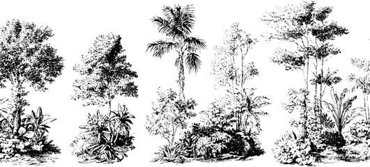 Fototapeta premium Vintage black and white engraving of tropical trees and foliage for design
