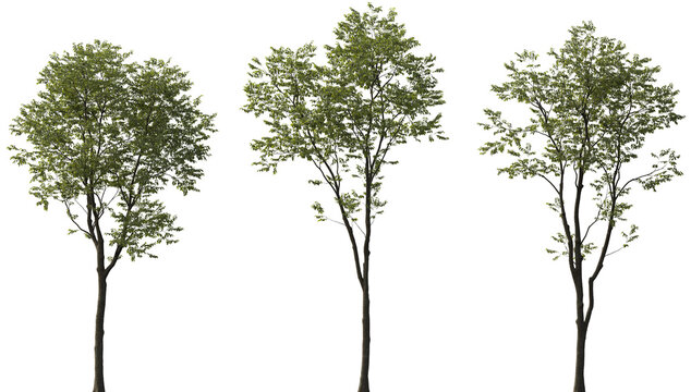 High Resolution Celtis Australis (European Hackberry) Trees with Lush Green Foliage Isolated