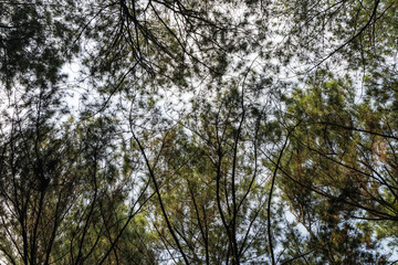 A photo of a pine forest taken from a low angle facing the blue sky