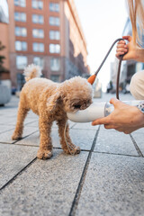 Woman crouching to give her small dog water from a portable bowl during a walk in the city. Cute...