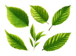 Fototapeta premium Falling green leaves nature scene forest. Isolated on transparent background, png.