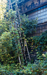 Old wooden ladder covered in green vines against an industrial building reflecting nature's...