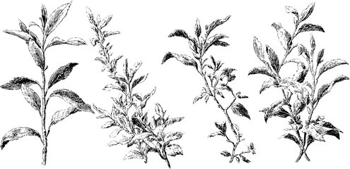Vintage black and white engraving of botanical illustrations: elegant plant sketch set for prints