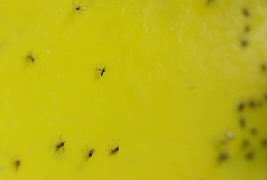 Macro photo: Numerous fungus gnats on yellow stickers - pest control without chemicals
