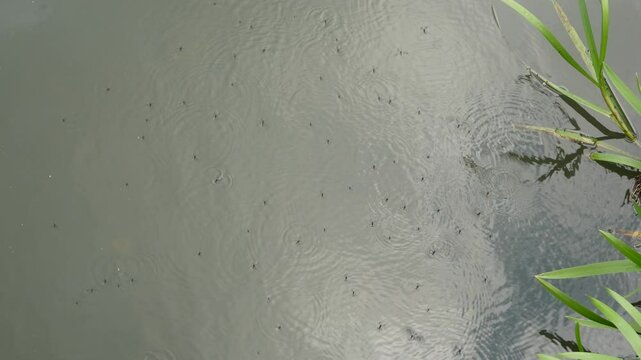 water strider insects on water
