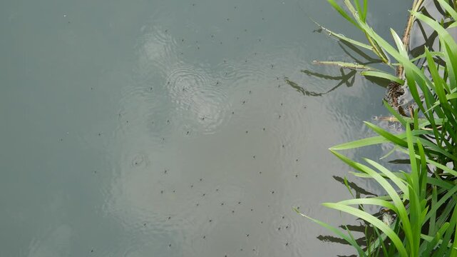 water strider insects on water