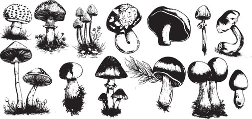 Vintage Botanical Engraving of Mushrooms including Amanita, Chanterelle, Morel, and Shaggy Inkcap, perfect for Autumn Cottagecore or Organic Packaging.