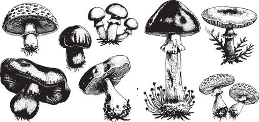 Vintage Engraving Mushrooms Collection with Amanita, Boletus, Russula, Lactarius — perfect for Autumn, Halloween, and Rustic Kitchen Decor.