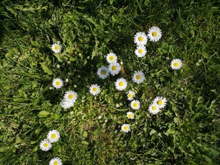 Gänseblümchen © Christiane